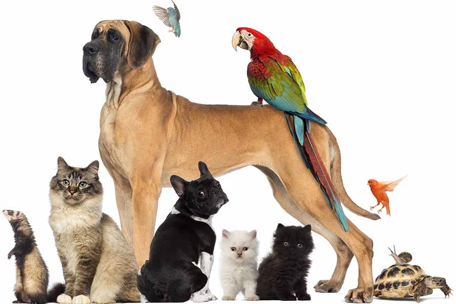 Şehirlerarası Evcil Hayvan Taşımacılık